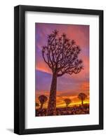 Africa, Namibia. Quiver trees at sunset.-Jaynes Gallery-Framed Photographic Print