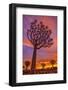 Africa, Namibia. Quiver trees at sunset.-Jaynes Gallery-Framed Photographic Print