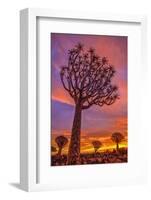 Africa, Namibia. Quiver trees at sunset.-Jaynes Gallery-Framed Photographic Print