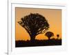 Africa, Namibia. Quiver Trees at Twilight-Jaynes Gallery-Framed Photographic Print