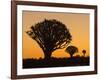 Africa, Namibia. Quiver Trees at Twilight-Jaynes Gallery-Framed Photographic Print