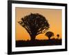 Africa, Namibia. Quiver Trees at Twilight-Jaynes Gallery-Framed Photographic Print