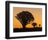 Africa, Namibia. Quiver Trees at Twilight-Jaynes Gallery-Framed Photographic Print