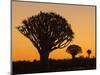 Africa, Namibia. Quiver Trees at Twilight-Jaynes Gallery-Mounted Photographic Print