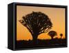 Africa, Namibia. Quiver Trees at Twilight-Jaynes Gallery-Framed Stretched Canvas