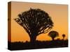 Africa, Namibia. Quiver Trees at Twilight-Jaynes Gallery-Stretched Canvas