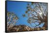 Africa, Namibia. Quiver trees in southern Namibia-Catherina Unger-Framed Stretched Canvas