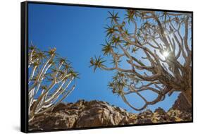 Africa, Namibia. Quiver trees in southern Namibia-Catherina Unger-Framed Stretched Canvas