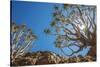 Africa, Namibia. Quiver trees in southern Namibia-Catherina Unger-Stretched Canvas