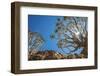 Africa, Namibia. Quiver trees in southern Namibia-Catherina Unger-Framed Photographic Print