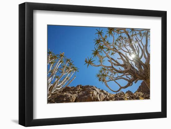 Africa, Namibia. Quiver trees in southern Namibia-Catherina Unger-Framed Photographic Print