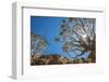 Africa, Namibia. Quiver trees in southern Namibia-Catherina Unger-Framed Photographic Print