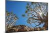 Africa, Namibia. Quiver trees in southern Namibia-Catherina Unger-Mounted Photographic Print