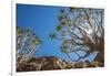 Africa, Namibia. Quiver trees in southern Namibia-Catherina Unger-Framed Photographic Print