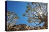 Africa, Namibia. Quiver trees in southern Namibia-Catherina Unger-Stretched Canvas