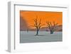 Africa, Namibia, Sossusvlei. Dead Acacia Trees in the White Clay Pan at Deadvlei in the Morning Lig-Hollice Looney-Framed Photographic Print