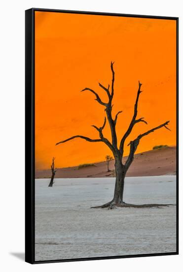 Africa, Namibia, Sossusvlei. Dead Acacia Trees in the White Clay Pan at Deadvlei in the Morning Lig-Hollice Looney-Framed Stretched Canvas