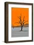 Africa, Namibia, Sossusvlei. Dead Acacia Trees in the White Clay Pan at Deadvlei in the Morning Lig-Hollice Looney-Framed Photographic Print