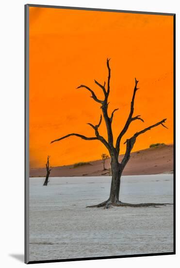 Africa, Namibia, Sossusvlei. Dead Acacia Trees in the White Clay Pan at Deadvlei in the Morning Lig-Hollice Looney-Mounted Photographic Print