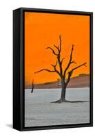 Africa, Namibia, Sossusvlei. Dead Acacia Trees in the White Clay Pan at Deadvlei in the Morning Lig-Hollice Looney-Framed Stretched Canvas