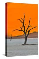 Africa, Namibia, Sossusvlei. Dead Acacia Trees in the White Clay Pan at Deadvlei in the Morning Lig-Hollice Looney-Stretched Canvas