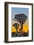 Africa, Namibia, sunrise at the Quiver tree Forest at the Quiver tree Forest Rest Camp-Hollice Looney-Framed Photographic Print