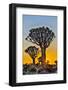 Africa, Namibia, sunrise at the Quiver tree Forest at the Quiver tree Forest Rest Camp-Hollice Looney-Framed Photographic Print