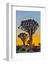 Africa, Namibia, sunrise at the Quiver tree Forest at the Quiver tree Forest Rest Camp-Hollice Looney-Framed Photographic Print