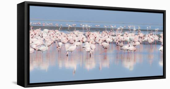 Africa, Namibia, Walvis Bay. Group of Greater Flamingos-Jaynes Gallery-Framed Stretched Canvas