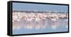 Africa, Namibia, Walvis Bay. Group of Greater Flamingos-Jaynes Gallery-Framed Stretched Canvas