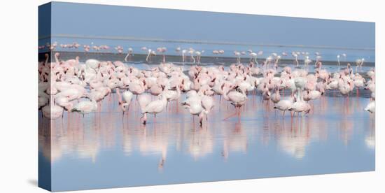 Africa, Namibia, Walvis Bay. Group of Greater Flamingos-Jaynes Gallery-Stretched Canvas