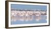 Africa, Namibia, Walvis Bay. Group of Greater Flamingos-Jaynes Gallery-Framed Premium Photographic Print