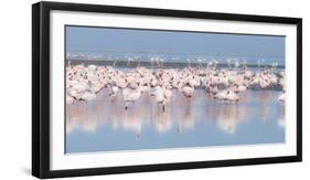 Africa, Namibia, Walvis Bay. Group of Greater Flamingos-Jaynes Gallery-Framed Premium Photographic Print