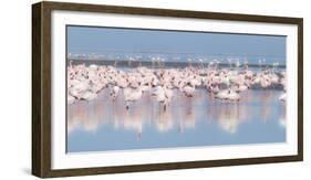 Africa, Namibia, Walvis Bay. Group of Greater Flamingos-Jaynes Gallery-Framed Photographic Print