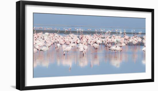 Africa, Namibia, Walvis Bay. Group of Greater Flamingos-Jaynes Gallery-Framed Photographic Print