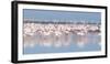 Africa, Namibia, Walvis Bay. Group of Greater Flamingos-Jaynes Gallery-Framed Photographic Print