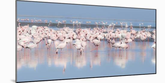 Africa, Namibia, Walvis Bay. Group of Greater Flamingos-Jaynes Gallery-Mounted Photographic Print