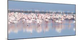 Africa, Namibia, Walvis Bay. Group of Greater Flamingos-Jaynes Gallery-Mounted Photographic Print