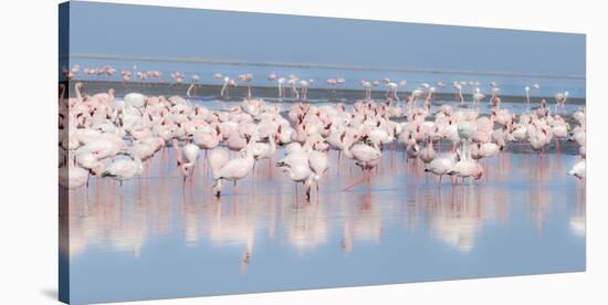Africa, Namibia, Walvis Bay. Group of Greater Flamingos-Jaynes Gallery-Stretched Canvas