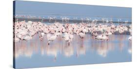 Africa, Namibia, Walvis Bay. Group of Greater Flamingos-Jaynes Gallery-Stretched Canvas