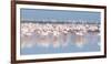 Africa, Namibia, Walvis Bay. Group of Greater Flamingos-Jaynes Gallery-Framed Photographic Print