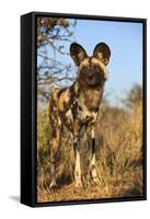 Africa, Namibia. Wild Dog Close-Up-Jaynes Gallery-Framed Stretched Canvas