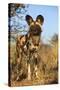 Africa, Namibia. Wild Dog Close-Up-Jaynes Gallery-Stretched Canvas