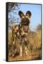 Africa, Namibia. Wild Dog Close-Up-Jaynes Gallery-Framed Stretched Canvas