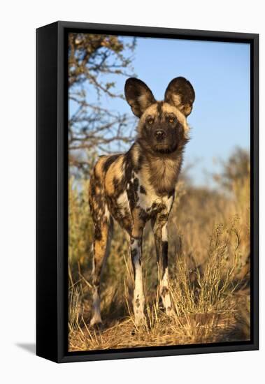 Africa, Namibia. Wild Dog Close-Up-Jaynes Gallery-Framed Stretched Canvas