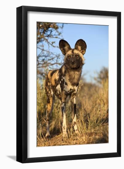 Africa, Namibia. Wild Dog Close-Up-Jaynes Gallery-Framed Photographic Print