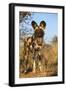 Africa, Namibia. Wild Dog Close-Up-Jaynes Gallery-Framed Photographic Print