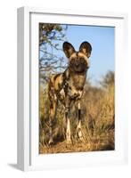 Africa, Namibia. Wild Dog Close-Up-Jaynes Gallery-Framed Photographic Print