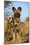 Africa, Namibia. Wild Dog Close-Up-Jaynes Gallery-Mounted Photographic Print