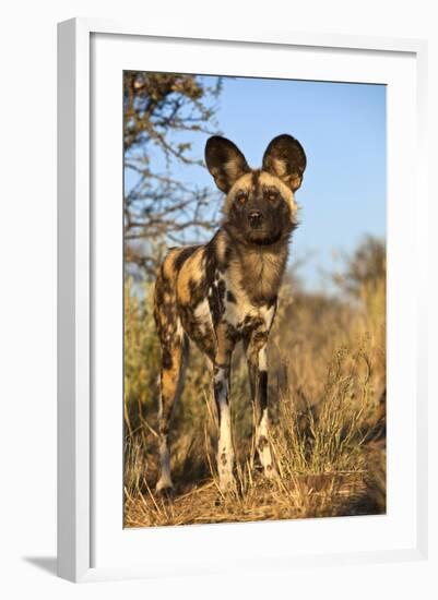 Africa, Namibia. Wild Dog Close-Up-Jaynes Gallery-Framed Photographic Print